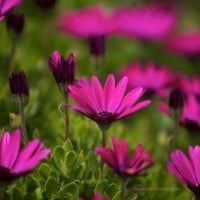 Purple African Daisies