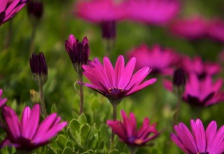 Purple African Daisies