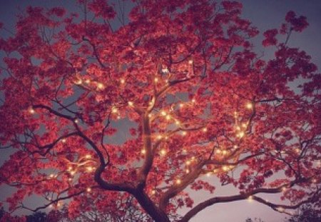 Autumn shining at Night - autumn, trees, leaves, night, lighted