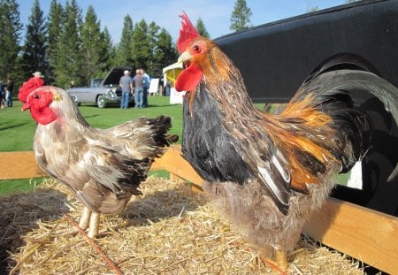 Chickens in my little farm - chickens, red, black, birds, beige