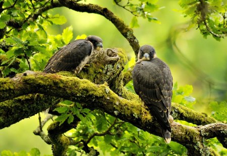 Beautiful Peregrine Falcon