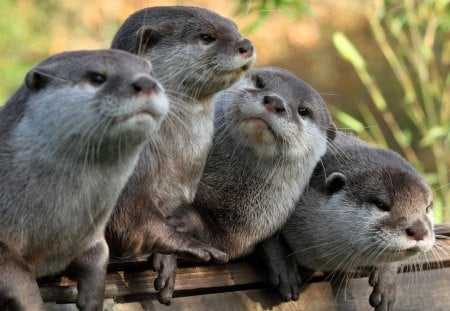 *** Otters *** - wodne, ladowe, zwierzeta, wydry