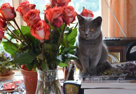 *** Cat And Roses *** - kwiaty, koty, zwierzeta, roze