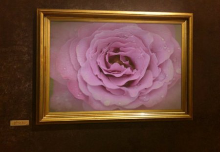 Pink rose in frame - editing, rose, flower, photography