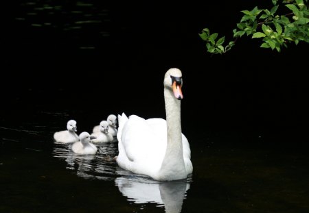 *** Swan mother and her children *** - zwierzeta, rodzinka, labedzia, ptaki