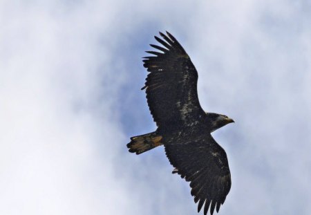 Hawk In Flight - bird, clouds, animal, sky