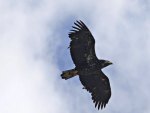 Hawk In Flight