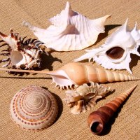 *** Various shells ***