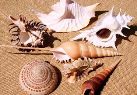 *** Various shells *** - natura, rozne, morze, muszelki