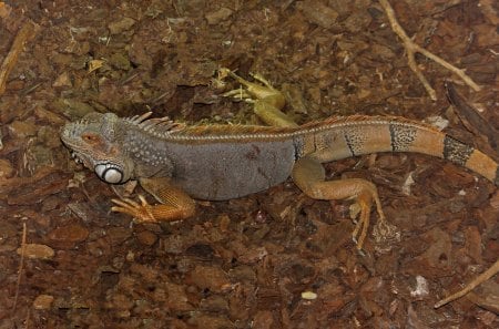 *** Iguana *** - zwierzeta, jaszczurki, gady, iguany