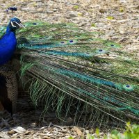 *** Beautiful peacock ***