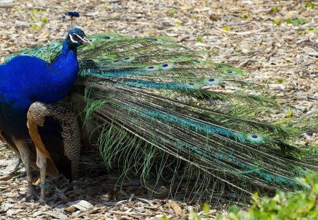 *** Beautiful peacock *** - ptaki, zwierzeta, paw, piekny