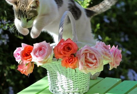 *** Beautiful jump *** - sleepy, cute, zwierzeta, kwiaty, beautiful, cat, sleeping, ladowe, kitty, cats, hat, cat face, paws, face, koty, animals, pretty, beauty, sweet, kitten, lovely