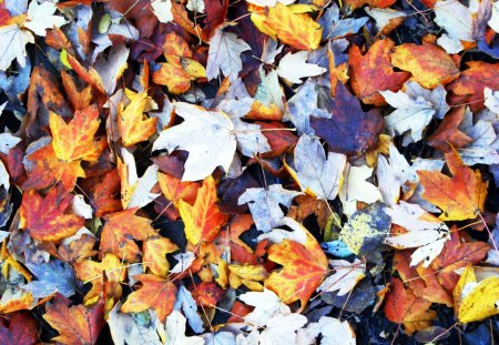 Fall Leaves - fall, yellow, red, colors, orange, leaves