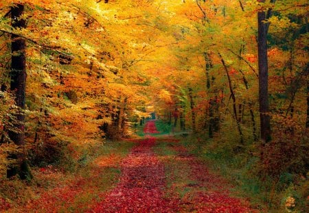 Autumn - colorful, forest, nature, autumn