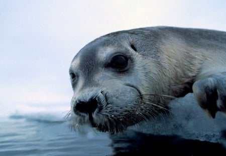 Dinner of the polar bears - nature, cute, hd, seals, wallpaper, animals