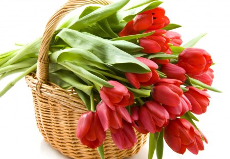 A Basket of Red Tulips - cute, basket, tulips, red