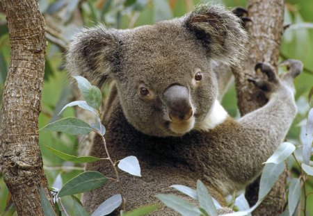 Our Sweet Aussie Koala - nature, bears, animals, koala, australia, wallpaper, koala bears, new