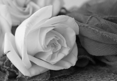 * - wp, white rose, soft, photography, bw