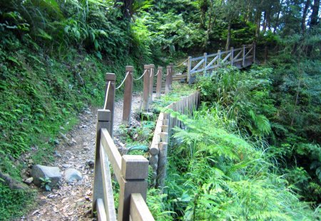 Mountain trail - tree, mountain, trail, wooden railings