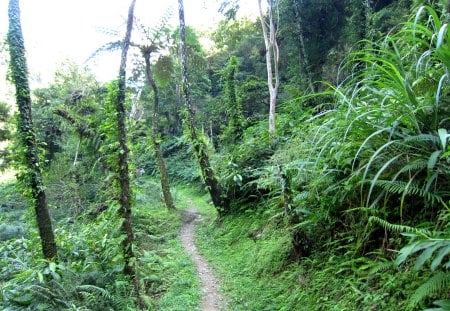 Mountain trail - hiking, tree, mountain, trail