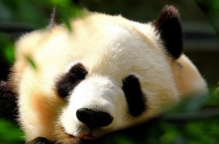 cute - panda, cute, best, animals