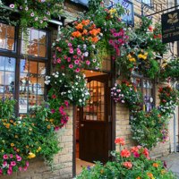 flowers around a house