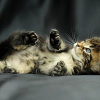 lazy kitty
