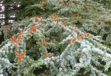 Fir Tree - nature, wood, fir, forest, tree