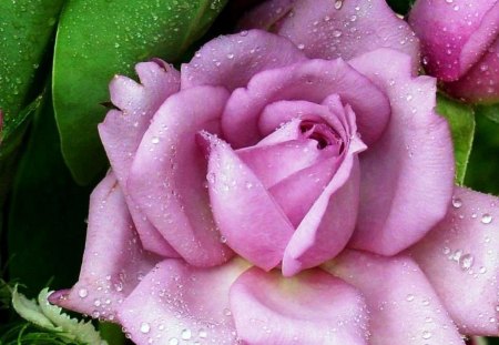 a most beautiful rose ....... - flowers, delicate, rose, petals, pink