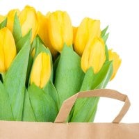 * Yellow tulips *