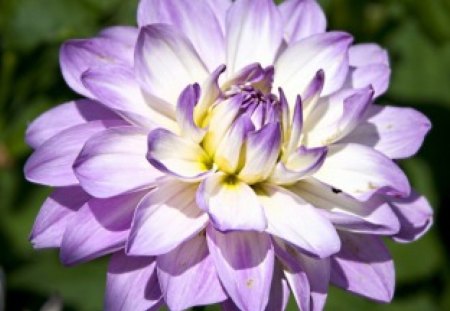 * Soft purple * - white, purple, soft, petals, tender, flower