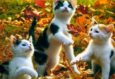 Playful Kittens - autumn, fall, cats, kittens, leaves, playing, grass