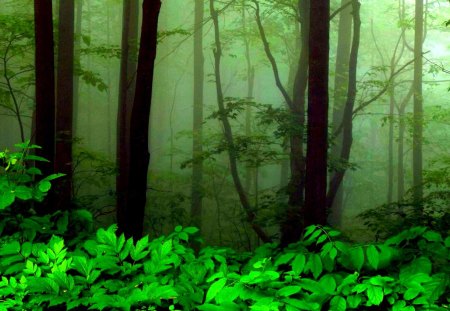 FOREST FOG - greenery, forest, nature, fog