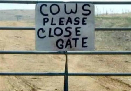 Cows Can't Read - gate, funny, cows, fence