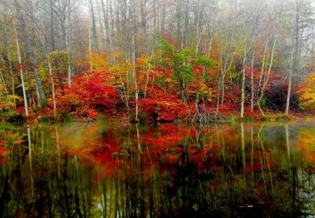 AUTUMN FOREST LAKE - lake, forest, foliage, autumn