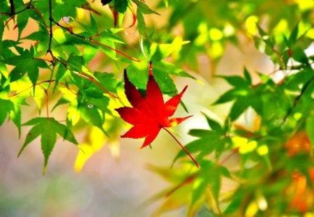 MAPLE LEAF - leaves, leaf, autumn, maple