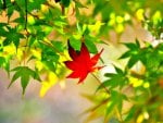 MAPLE LEAF