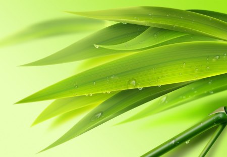 Early Morning Bamboo - water, lime, bamboo, leaves, tree, fresh, chartreuse, dew, green