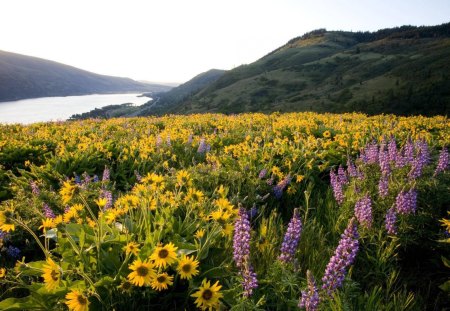 columbia river at tom macall preserve oregon - flowers, hills, fields, river