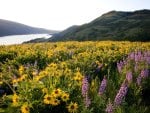 columbia river at tom macall preserve oregon