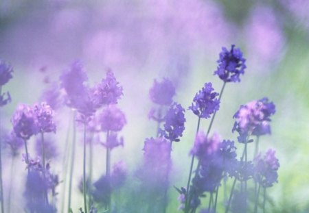 PURPLE FLOWERS - flowers, field, purple, sweet