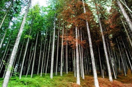 wonderful forest colors - grass, colors, forest, trunks