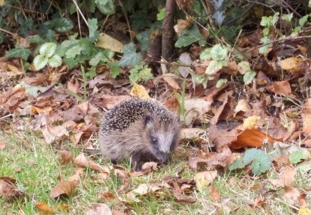 Woken up - herfst, egel, hedgehog, autumn