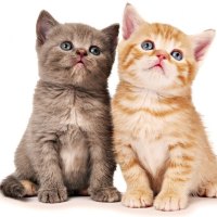 Cute Kittens