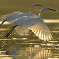 GOLDEN BIRDS MISSISSIPPI RIVER