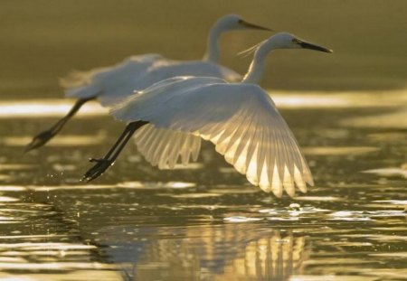 GOLDEN BIRDS MISSISSIPPI RIVER