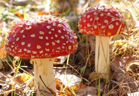 *** Toadstools *** - grzyby, trujace, muchomory, natura