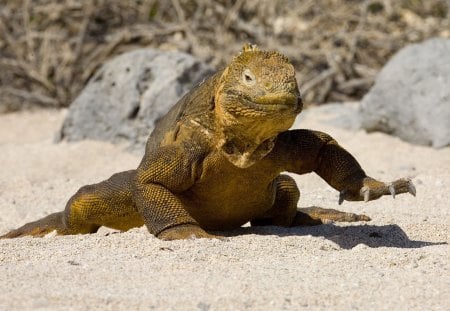 *** Galapagos Iguana *** - gady, ladowe, zwierzeta, iguana