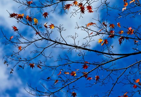 AUTUMN SKY - branch, leaves, sky, autumn